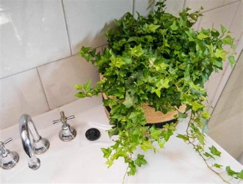 浴室適合放什麼植物 東南西北 読み方